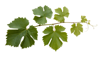 Ultra-high-resolution studio photo of five glossy green grapevine leaves with serrated edges, natural cascading arrangement, intricate veins, sharp texture. Transparent background.