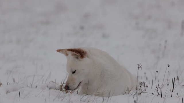 Ein wei&szlig;er Shiba Inu mit braunen Ohren der im Schnee liegt und die vielen verschiedenen Ger&uuml;che aufnimmt