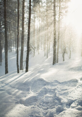 Snow angel in the forest with beautiful light