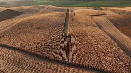 Aerial perspective captures golden cornfield with a tractor harvesting crops, emphasizing the expansive agricultural landscape and the rich textures of nature during the autumn season