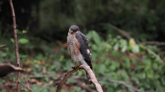 Eurasian Sparrowhawk (Accipiter nisus) in the forest observing possible prey