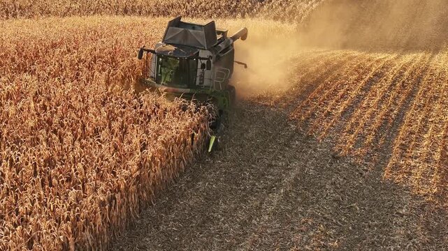 Agricultural machinery is harvesting corn in expansive golden fields, generating dust clouds that reflect the hard work of farmers during the harvest season, emphasizing productivity and nature's boun
