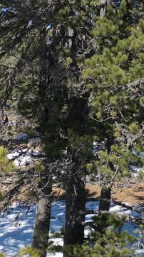 Vertical video from lifting up drone on mountain cedar forest and mount Sarlyk. Altai republic.