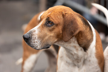 Foxhound looking at the Hunt Master on New Year's Day at a Trail Hunt meeting  in Yorkshire, UK. Close up of a traditional Foxhound.  Horizontal.  Copy space