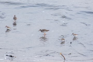 Wading birds, redshanks, sandpipers on the sea shore in the North Sea in England in winter