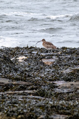 Close up of a curlew wading bird on the North Sea shore 