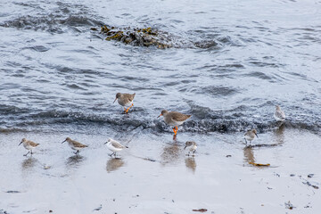Wading birds, redshanks, sandpipers on the sea shore in the North Sea in England in winter