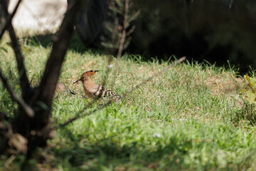 upupa comune in cerca di cibo, in mezzo all'erba, alla luce del sole, di giorno, in estate © PhotoMet