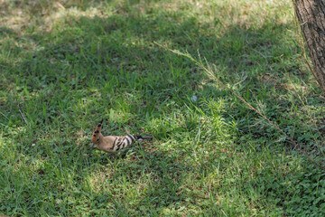 upupa comune in cerca di cibo, in mezzo all'erba, nella penombra, di giorno, in estate © PhotoMet