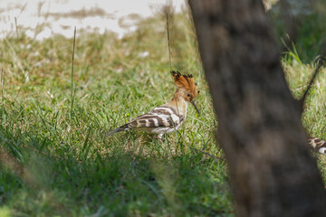 upupa comune in cerca di cibo, in mezzo all'erba, alla luce del sole, di giorno, in estate