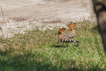 upupe comuni in cerca di cibo, in mezzo all'erba, alla luce del sole, di giorno, in estate