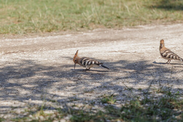 upupe comuni in cerca di cibo, in mezzo ad una strada sterrata, in un ambiente naturale, all'ombra di un albero, di giorno, in estate © PhotoMet
