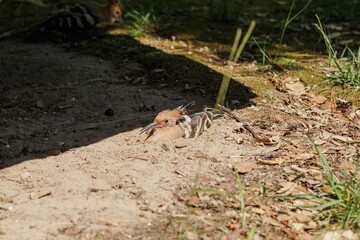  upupa comune (Upupa epops) che si riscalda al sole, in estate, mentre si pulisce le piume nella terra polverosa e secca © PhotoMet