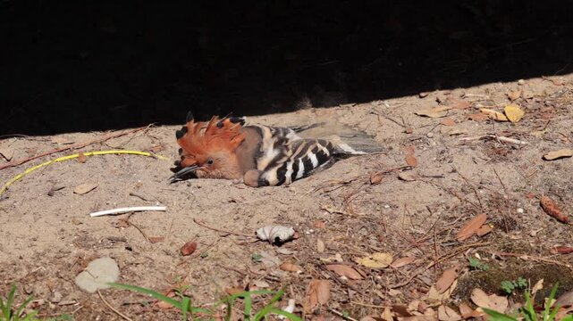 upupa comune (Upupa epops) che si riscalda al sole, in estate, mentre si pulisce le piume nella terra polverosa e secca