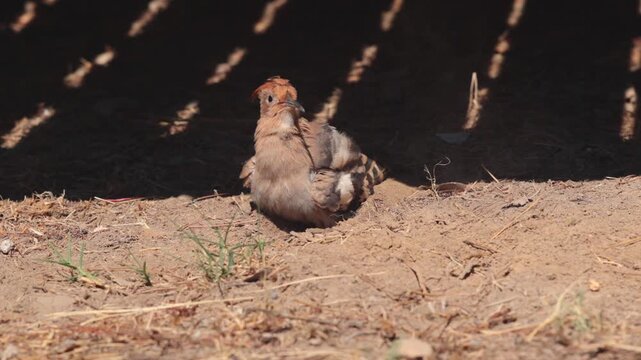 upupa comune (Upupa epops) che si riscalda al sole, in estate, mentre si pulisce le piume nella terra polverosa e secca