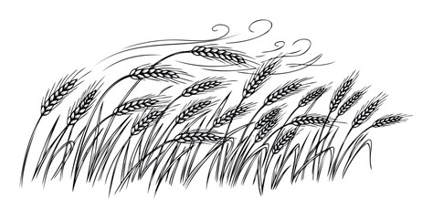 Monochrome line drawing depicting a field of swaying wheat or rye grain with ripe ears, perfect for agricultural branding, food packaging, or rustic farmthemed marketing materials and