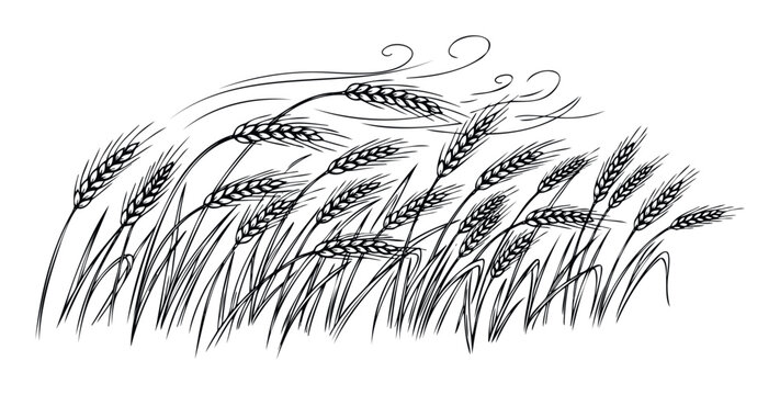Monochrome line drawing depicting a field of swaying wheat or rye grain with ripe ears, perfect for agricultural branding, food packaging, or rustic farmthemed marketing materials and