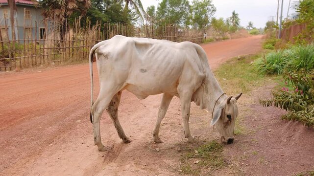 White brahman cow grazing on the roadside of a rural village in cambodia. The animal walks on a dusty dirt road looking for food. Kampot, Cambodia.