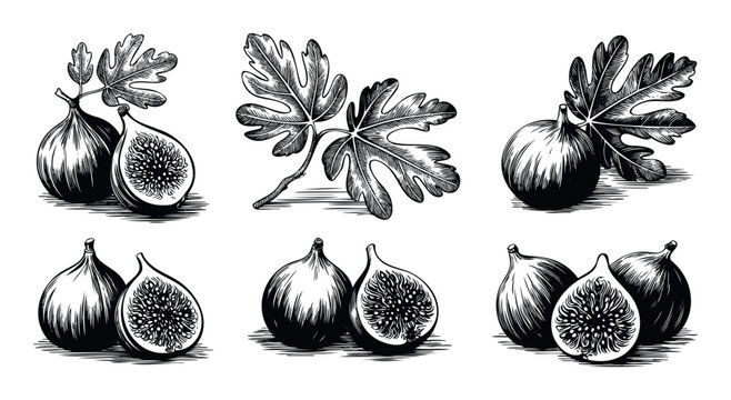 Detailed black and white fig fruit and leaf illustrations presented in a classic woodcut style perfect for organic food packaging, culinary content, or agricultural themed projects.