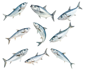 Set of mackerel fish with detailed scales and fins isolated on white background. Concept of seafood and marine life