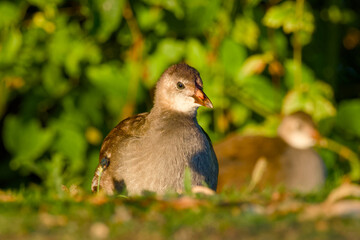 Young common moorhen lit by soft morning light close-up