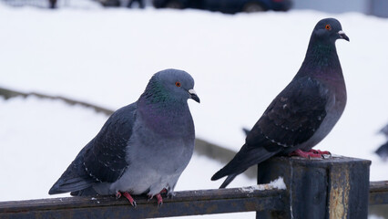 Pigeons on the iron fence