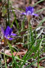 The iris (Iris unguicularis subsp. angustifolia) grows in the mountains close-up