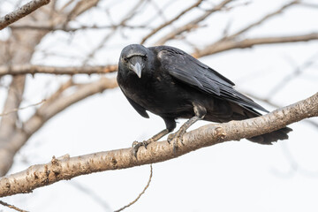 木の枝から正面を見据える黒いハシブトガラスのクローズアップ