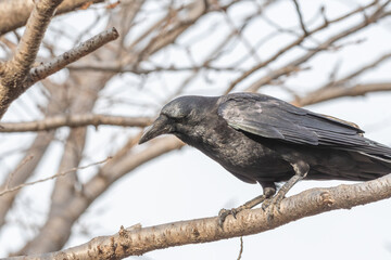 冬の枝に止まり下方をじっと見つめるハシブトガラス