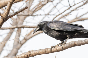 冬の木に止まり周囲を警戒するハシブトガラスの横顔