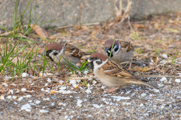 地面に落ちた餌を食べる可愛いスズメの群れ