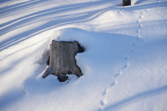 Snow Covered Forest Floor with Tree Stump and Animal Tracks in Winter