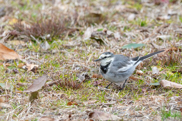 冬の広場を歩き回るハクセキレイの横顔と美しい羽の質感