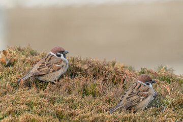 冬の植え込みの上で並んで休む二羽の可愛いスズメの野鳥写真