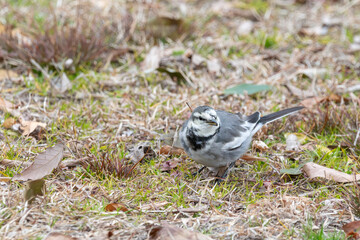 冬の地面で餌を探して歩くハクセキレイのクローズアップ写真