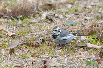 冬の枯草の上で正面を向いて佇むハクセキレイの野鳥ポートレート