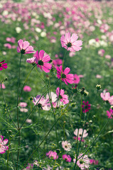 爽やかな透明感のあるコスモス