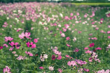 爽やかな透明感のあるコスモス