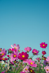 鮮やかなお空とコスモス