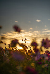 朝焼けとコスモス