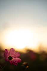 朝焼けとコスモス