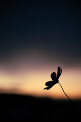 マジックアワーのコスモスシルエット