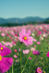 お昼間の色鮮やかなコスモス