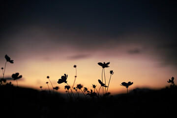 マジックアワーのコスモスシルエット