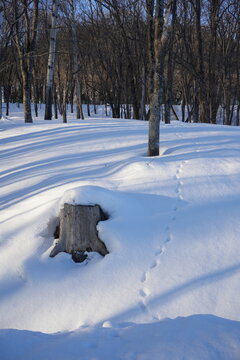 Snow Covered Forest Floor with Tree Stump and Animal Tracks in Winter