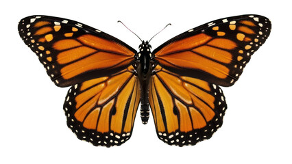 Fototapeta premium Monarch butterfly isolated on transparent background