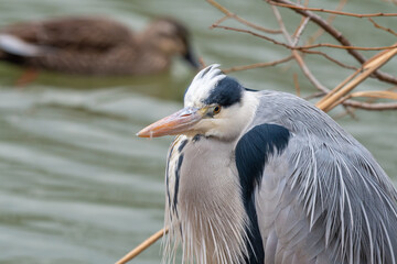 池のほとりで休息するアオサギのポートレートと背景の鴨
