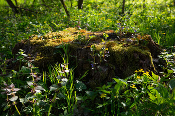 Forest landscape young graas and tree trunk with moss