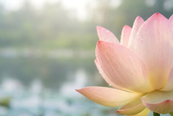 Pink lotus flower blooming by serene lake in soft morning light  