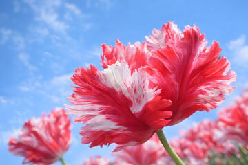 Vibrant red and white parrot tulips against a bright blue sky celebrating spring beauty floral elegance and natural color contrast